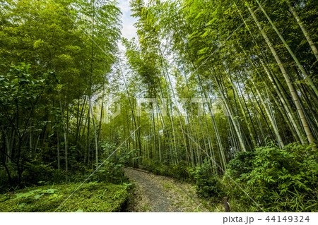 愛知県　名古屋市　牧野ヶ池緑地　竹林 44149324