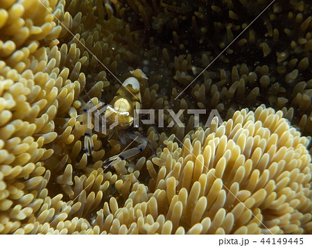 イソギンチャクカクレエビ 44149445
