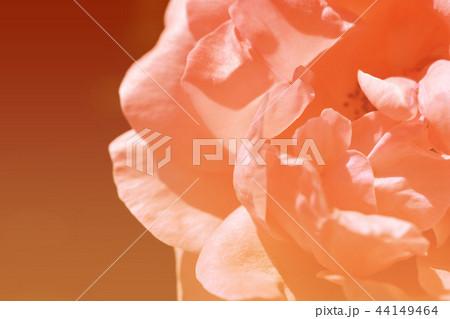 Rose flower bouquet vintage background Rose flower bouquet vintage background 44149464