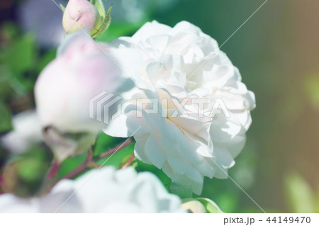 Rose flower bouquet vintage background 44149470