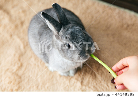 うさぎ おやつ 食べるの写真素材