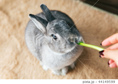 うさぎ おやつ 食べるの写真素材