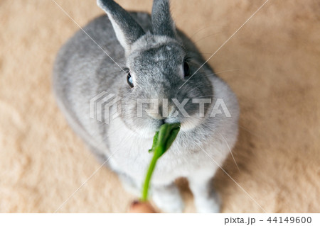 うさぎ おやつ 食べるの写真素材