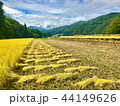 稲刈り　ハサ干し　天日乾燥 44149626