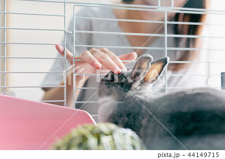 うさぎ ペット 44149715