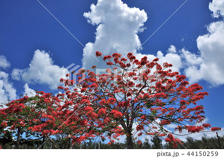 火炎樹と青い空 44150259