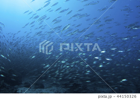 海中イメージ：アジの魚群 44150326