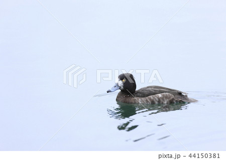 スズガモ 44150381