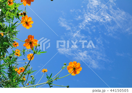 黒姫高原のオレンジ色のコスモスと青い空 44150505