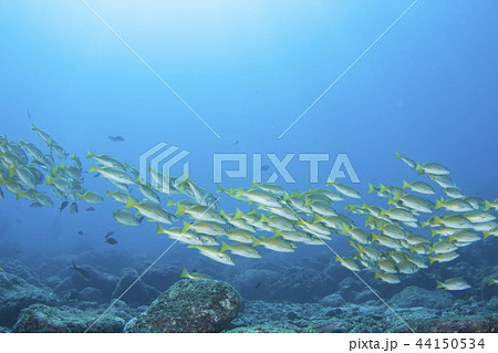 シンプルな海中イメージ魚群の写真素材