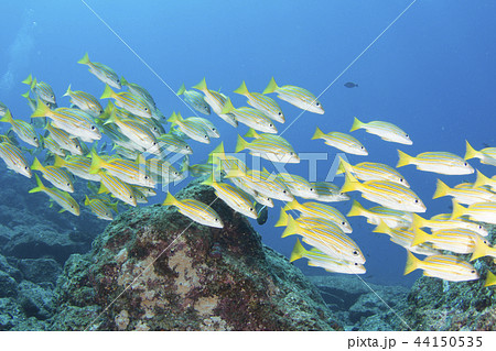 シンプルな海中イメージ魚群 シンプルな海中イメージ魚群 44150535