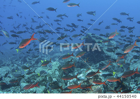 海中イメージ コルテス海の独特な色彩の写真素材