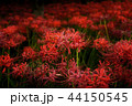 曼珠沙華 44150545
