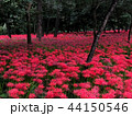 曼珠沙華 44150546