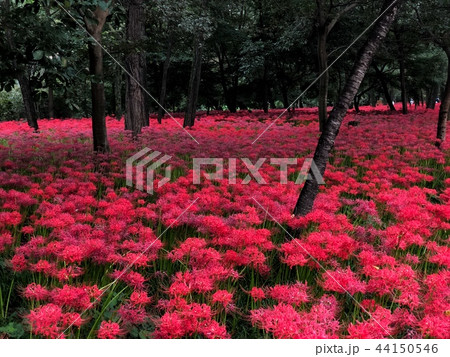 曼珠沙華 44150546