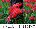 曼珠沙華 44150547