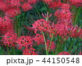 曼珠沙華 44150548