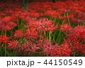 曼珠沙華 44150549