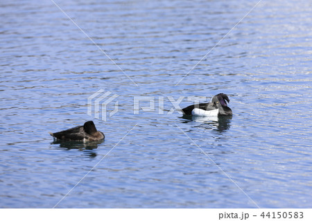 キンクロハジロ 44150583