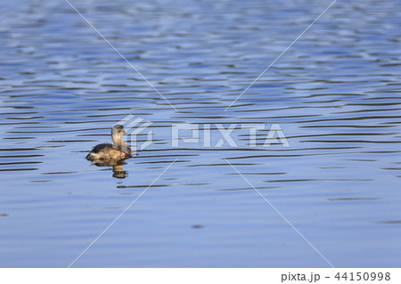 カイツブリ　 44150998