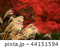 すすきと紅葉1 44151594