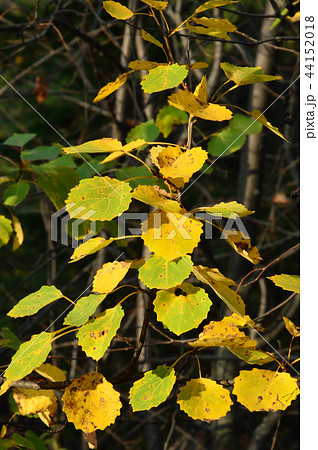 Autumn yellow leaves of aspen on a branch. Autumn yellow leaves of aspen on a branch. 44152018