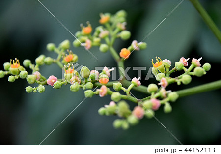 ヤブガラシの花 ヤブガラシの花 44152113