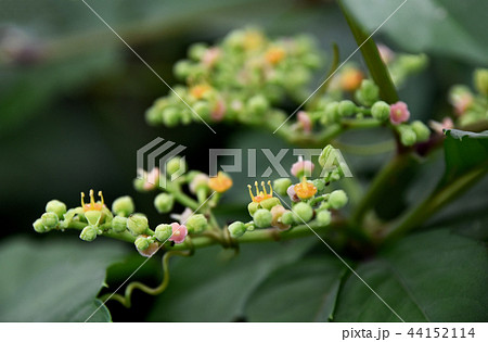 ヤブガラシの花 ヤブガラシの花 44152114