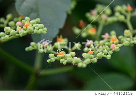 ヤブガラシの花 44152115