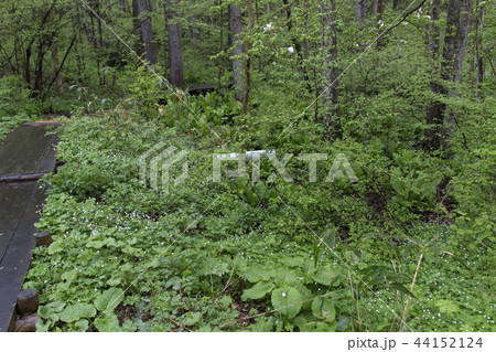 むれ水芭蕉園のニリンソウの群生/長野県飯綱町 むれ水芭蕉園のニリンソウの群生/長野県飯綱町 44152124