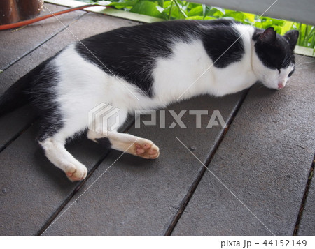 猫の昼寝 猫の昼寝 44152149