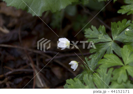 むれ水芭蕉園のニリンソウの群生／長野県飯綱町 44152171