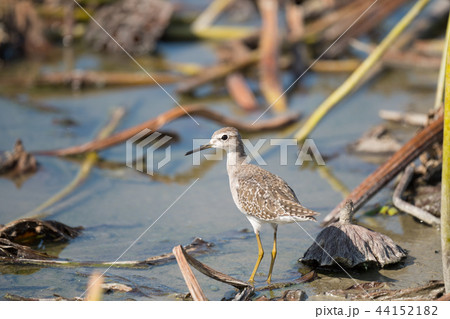 綺麗なタカブシギ 綺麗なタカブシギ 44152182