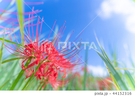 【秋】青空と曼殊沙華【お彼岸】 【秋】青空と曼殊沙華【お彼岸】 44152316