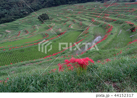 【千葉県】大山千枚田の曼殊沙華①【鴨川市】 【千葉県】大山千枚田の曼殊沙華①【鴨川市】 44152317