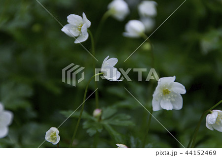 むれ水芭蕉園のニリンソウの群生／長野県飯綱町 44152469