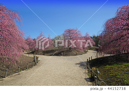 鈴鹿の森庭園のしだれ梅 鈴鹿の森庭園のしだれ梅 44152738