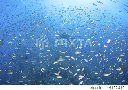 魚の群れに囲まれるダイバー 44152815