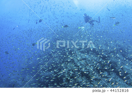 魚の群れに囲まれるダイバー 魚の群れに囲まれるダイバー 44152816