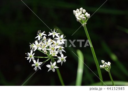 ニラの花 ニラの花 44152985