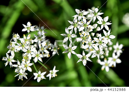 ニラの花 44152986