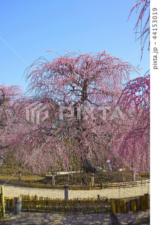 鈴鹿の森庭園のしだれ梅 鈴鹿の森庭園のしだれ梅 44153019