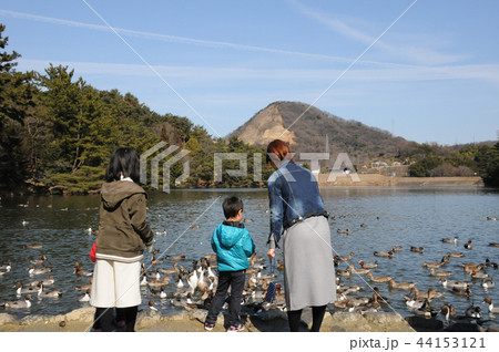 深山公園 水鳥に餌やり 深山公園 水鳥に餌やり 44153121