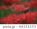 雨後の彼岸花 44153153