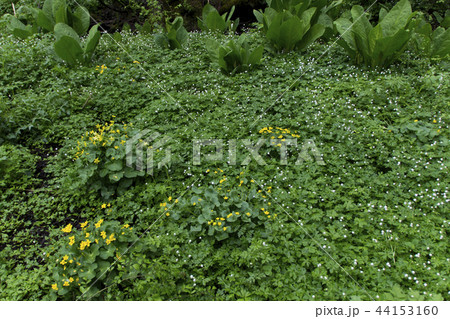 むれ水芭蕉園のニリンソウの群生／長野県飯綱町 44153160