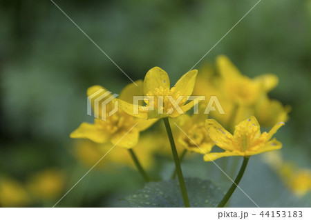 むれ水芭蕉園のリュウキンカ／長野県飯綱町 44153183