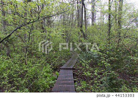 むれ水芭蕉園／長野県飯綱町 44153303