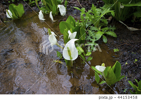 むれ水芭蕉園の水芭蕉／長野県飯綱町 44153458
