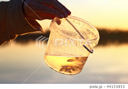Small live minnows as a nozzle for catching predatory fish 44153853