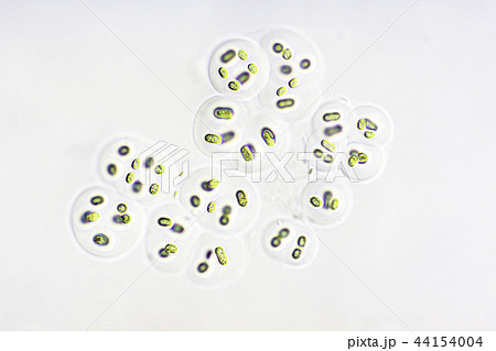 クロロコックムの仲間 44154004